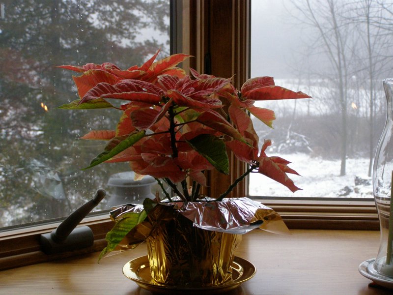 Christmas 2006 - PC260035.JPG