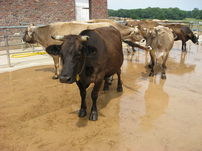 Traders Point Creamery 2007 - IMG_0226.JPG
