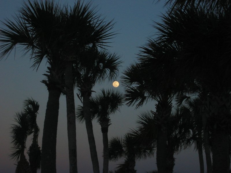 Florida 2006 - IMG_4038.JPG