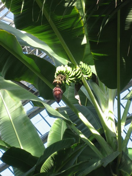 Garfield Park Conservatory 2008 - IMG_1162.JPG