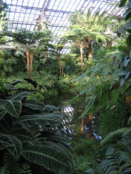 Garfield Park Conservatory 2008 - IMG_1168.JPG