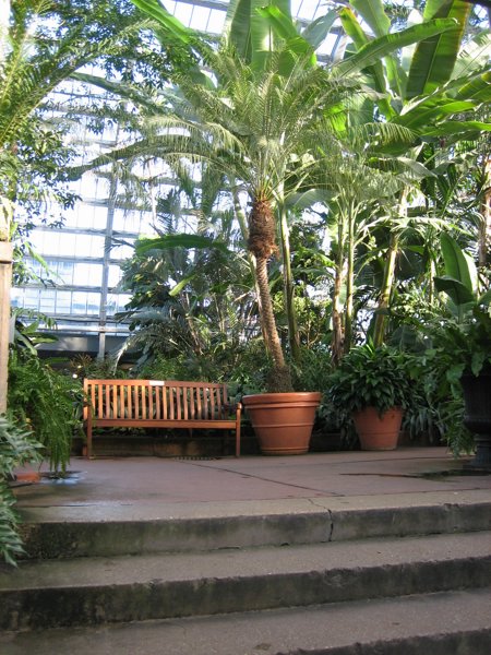 Garfield Park Conservatory 2008 - IMG_1175.JPG
