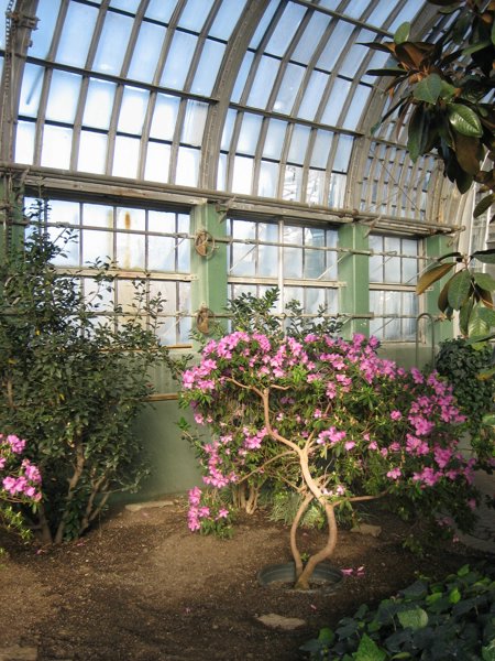 Garfield Park Conservatory 2008 - IMG_1177.JPG