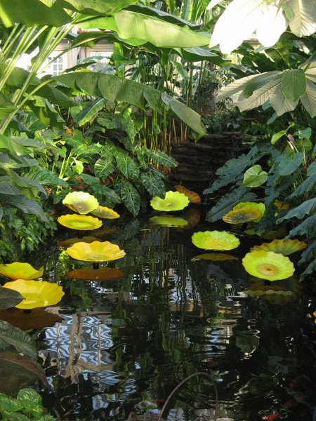 Garfield Park Conservatory 2008 - IMG_1184.JPG