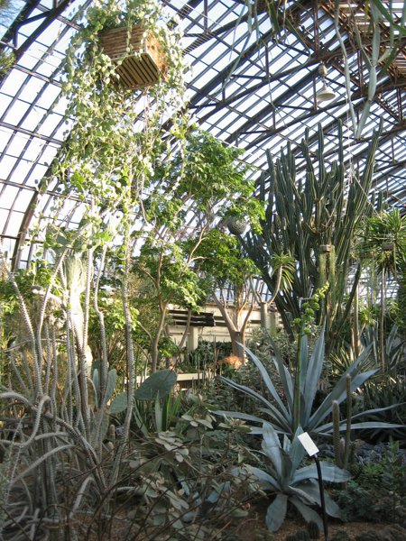 Garfield Park Conservatory 2008 - IMG_1186.JPG