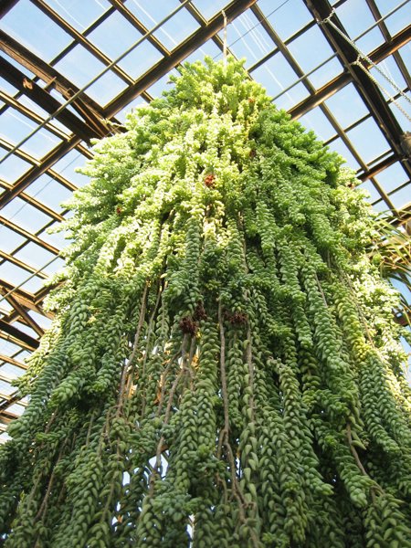 Garfield Park Conservatory 2008 - IMG_1187.JPG