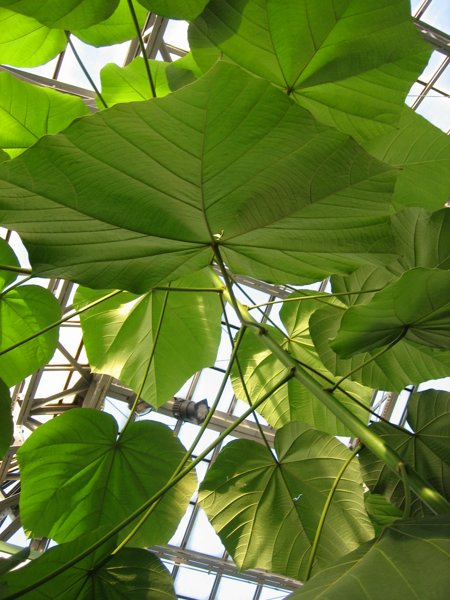 Garfield Park Conservatory 2008 - IMG_1188.JPG
