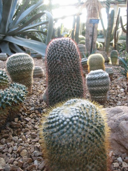 Garfield Park Conservatory 2008 - IMG_1190.JPG
