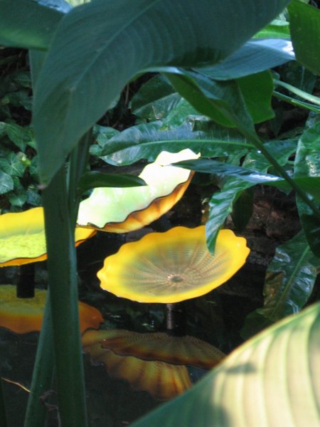Garfield Park Conservatory 2008 - IMG_1193.JPG