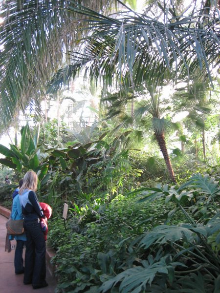 Garfield Park Conservatory 2008 - IMG_1196.JPG