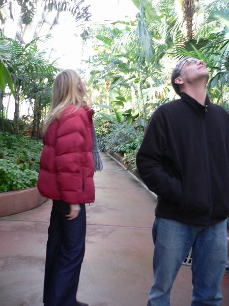 Garfield Park Conservatory 2008 - P1020865.JPG
