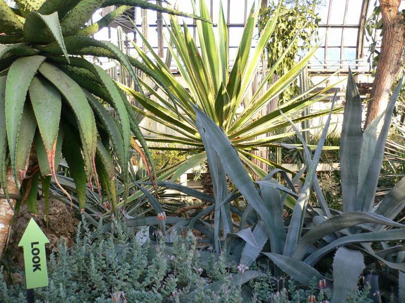 Garfield Park Conservatory 2008 - P1020870.JPG