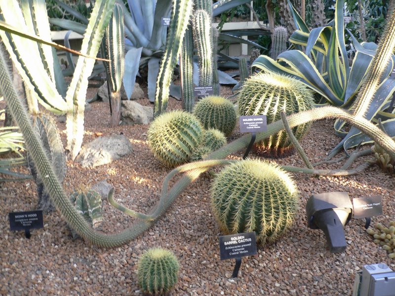 Garfield Park Conservatory 2008 - P1020872.JPG