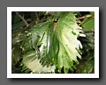 IMG_1155.JPG