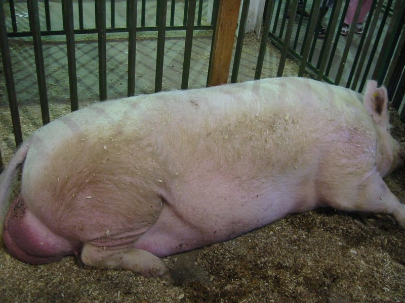 Indiana State Fair 2006 - IMG_5231.JPG