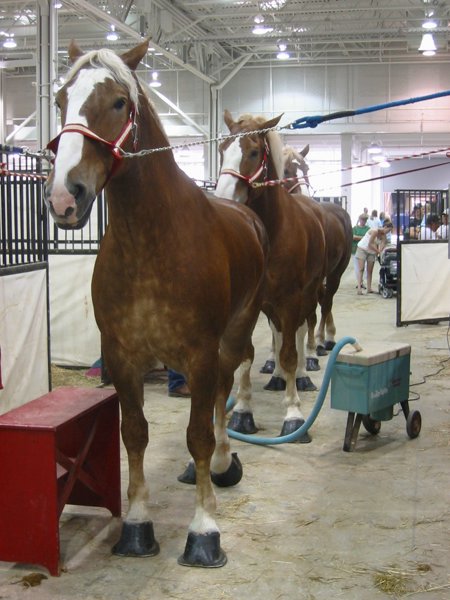 Indiana State Fair 2006 - IMG_5243.JPG