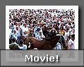 14-Sienna Winning Horse.jpg