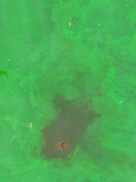 St. Patrick's Day 2008 - IMG_2887.JPG